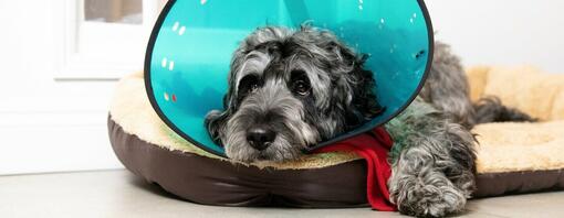 Why Dogs Wear Cones What Alternatives to Try Purina